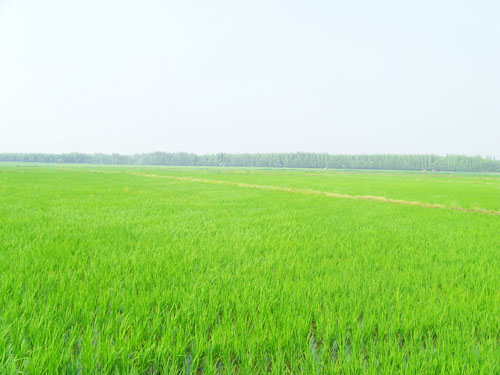 大米營(yíng)養(yǎng)價(jià)值